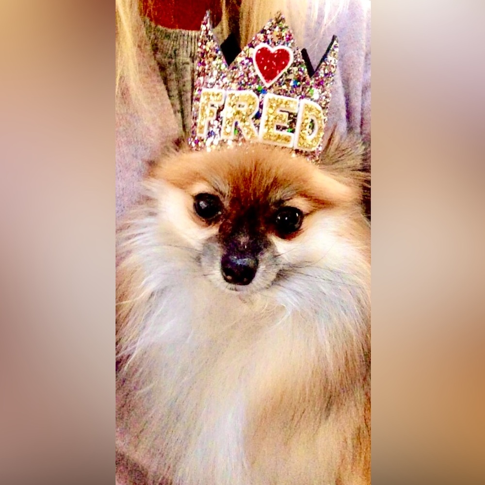🐶 👑 FredZilla 🦖❣️